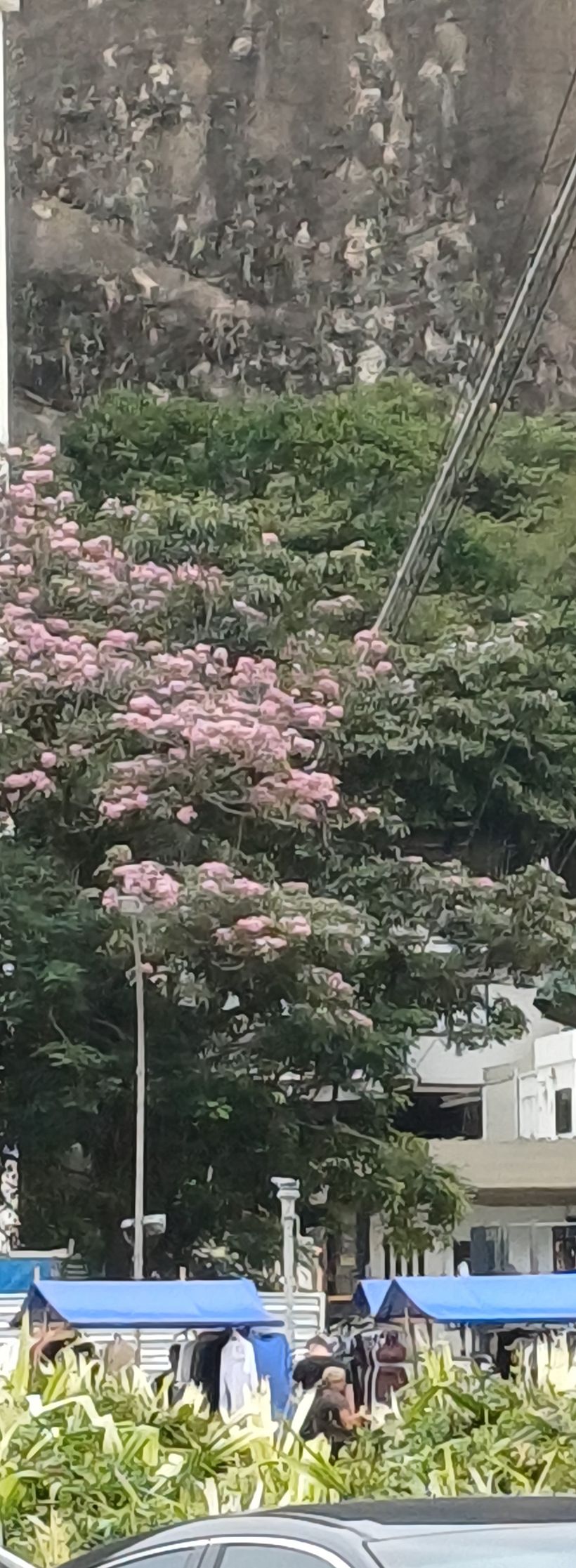 Der Tanz der Jahreszeiten  1