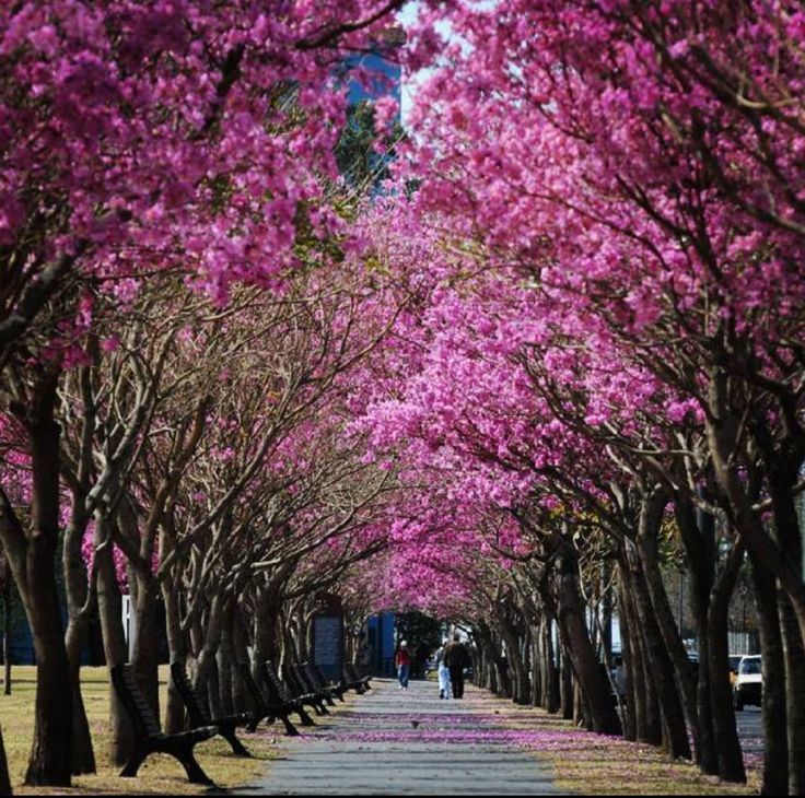 The same tunnel of lapachos 1