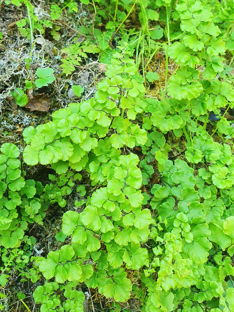 Botanical embroidery in the central region of Chile 2