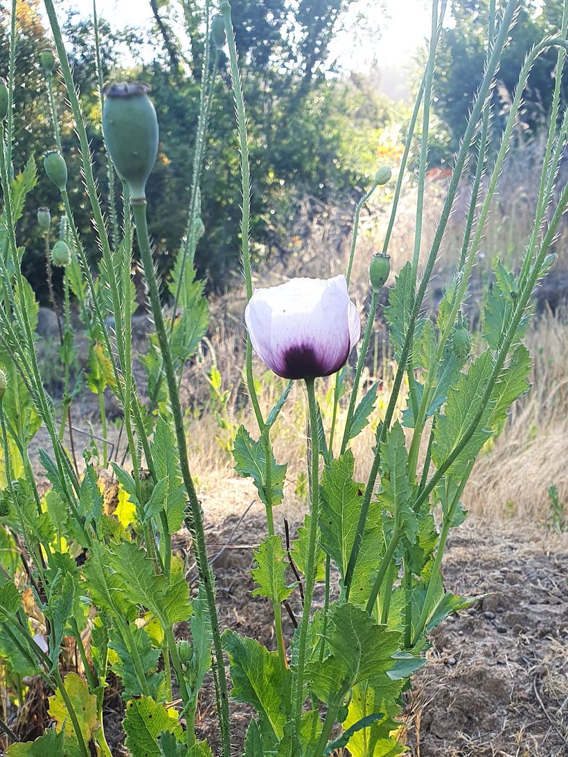 Botanical embroidery in the central region of Chile 4