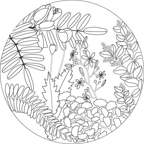 Botanical embroidery in the central region of Chile 1