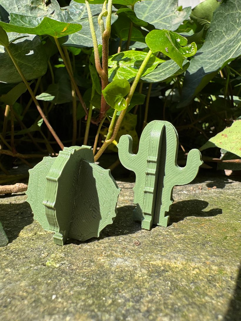 Le Cactus 4