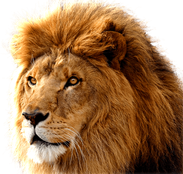 Mufasa y Simba 1