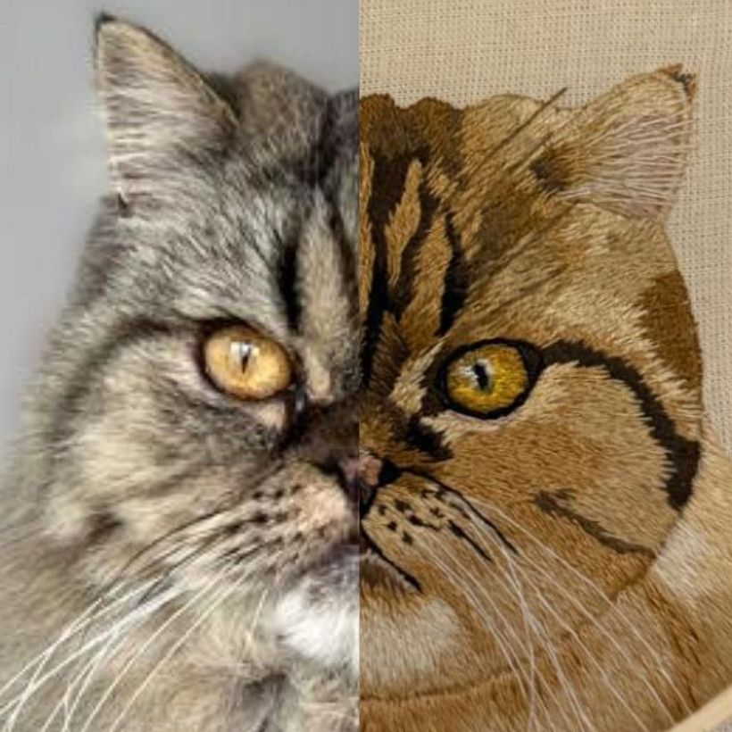 Gata persa 2