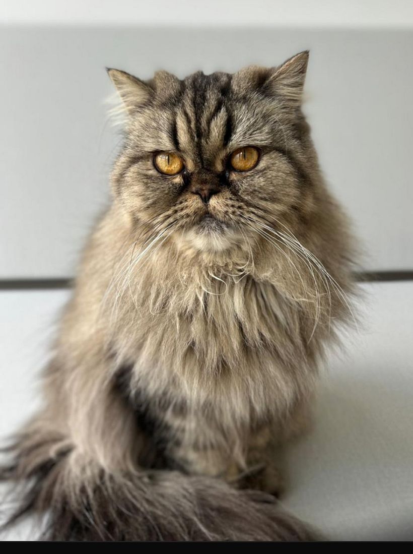 Gata persa 1