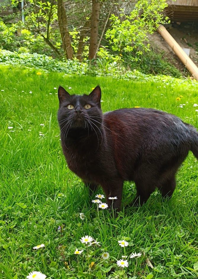 El Gran Viaje de Iena 1