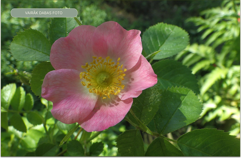 A Webpage for a Natural Science Teacher to Showcase Her Resources 1