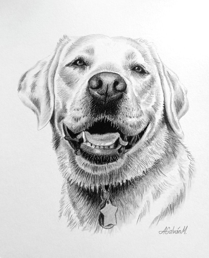 Retratos de mascotas en grafito y carboncillo 1