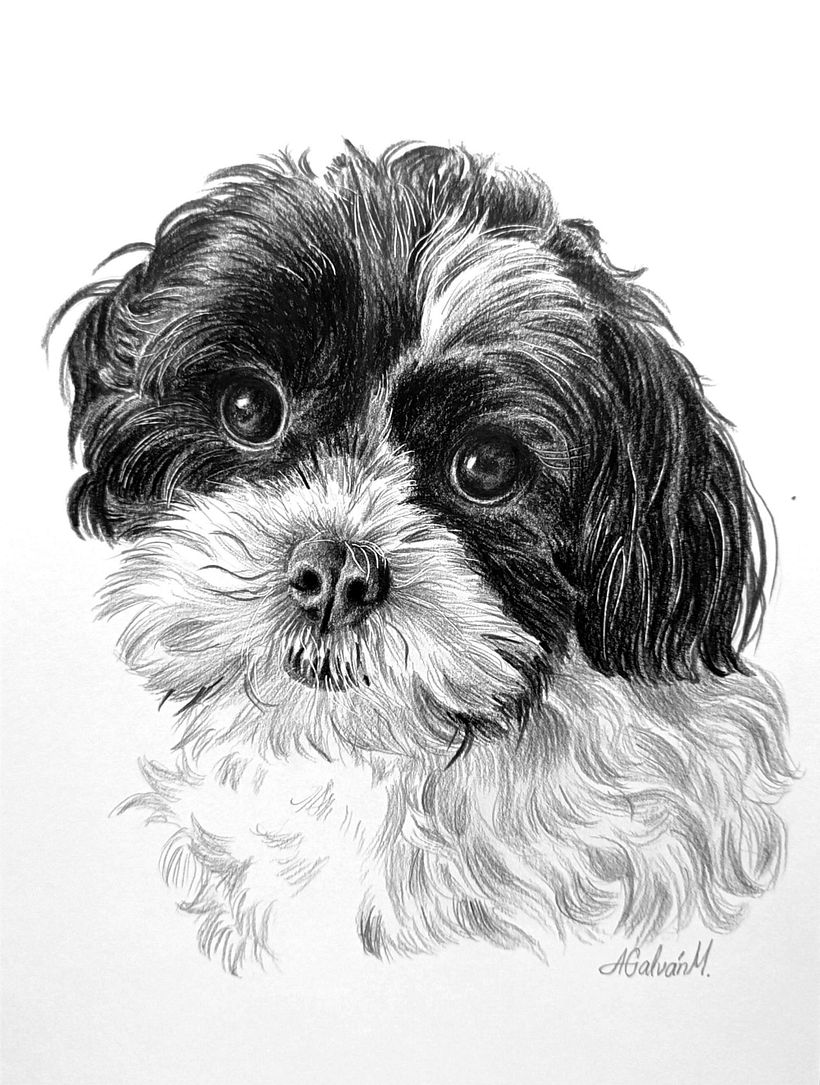 Retratos de mascotas en grafito y carboncillo 2