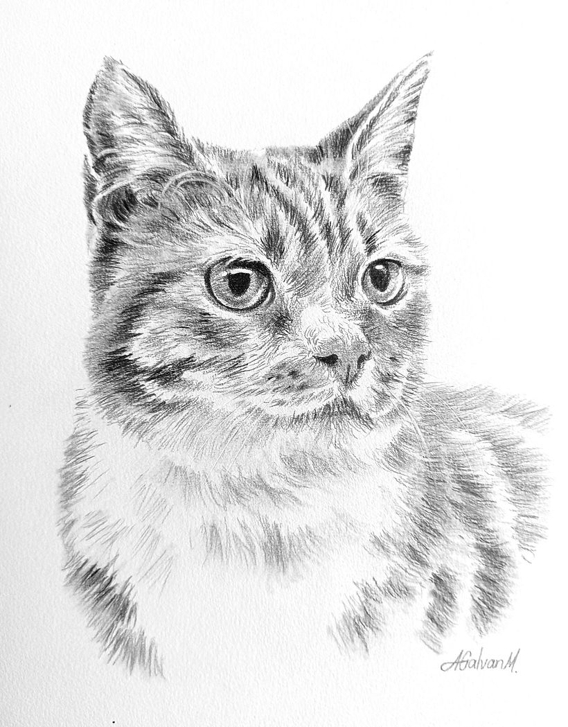 Retratos de mascotas en grafito y carboncillo 3
