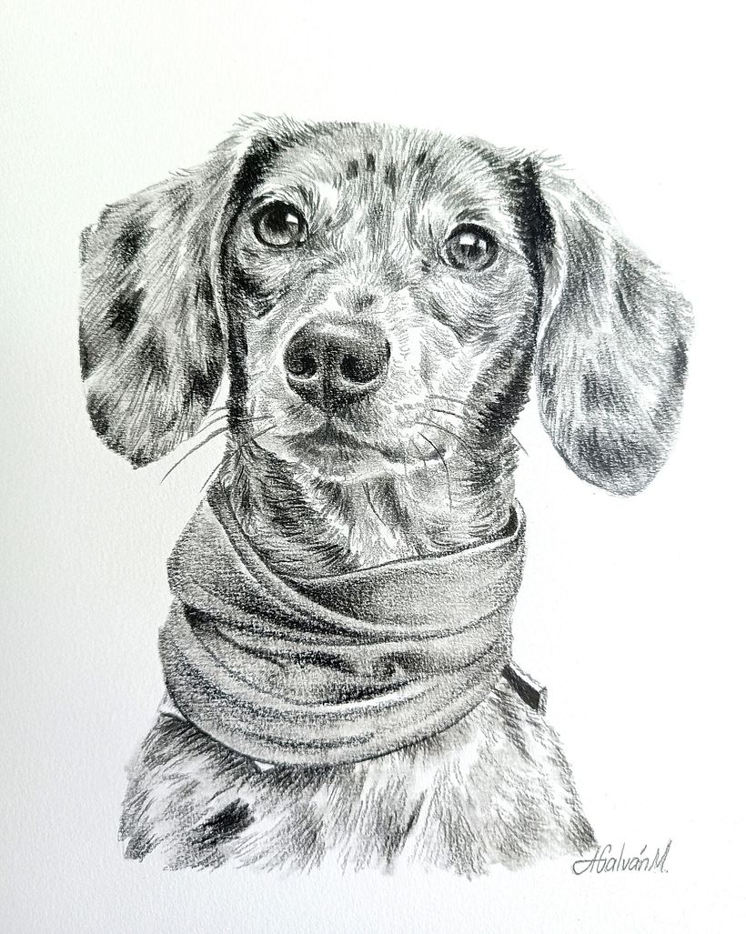 Retratos de mascotas en grafito y carboncillo 4