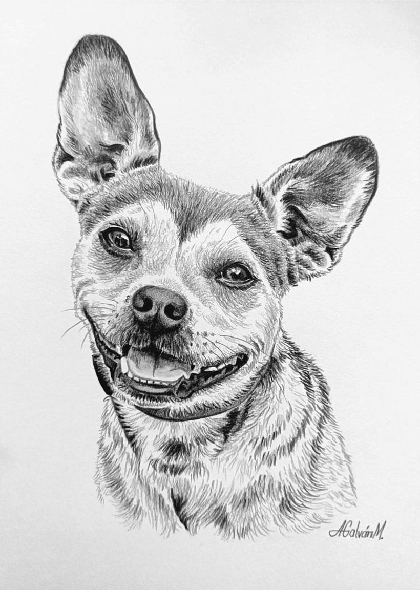 Retratos de mascotas en grafito y carboncillo 5