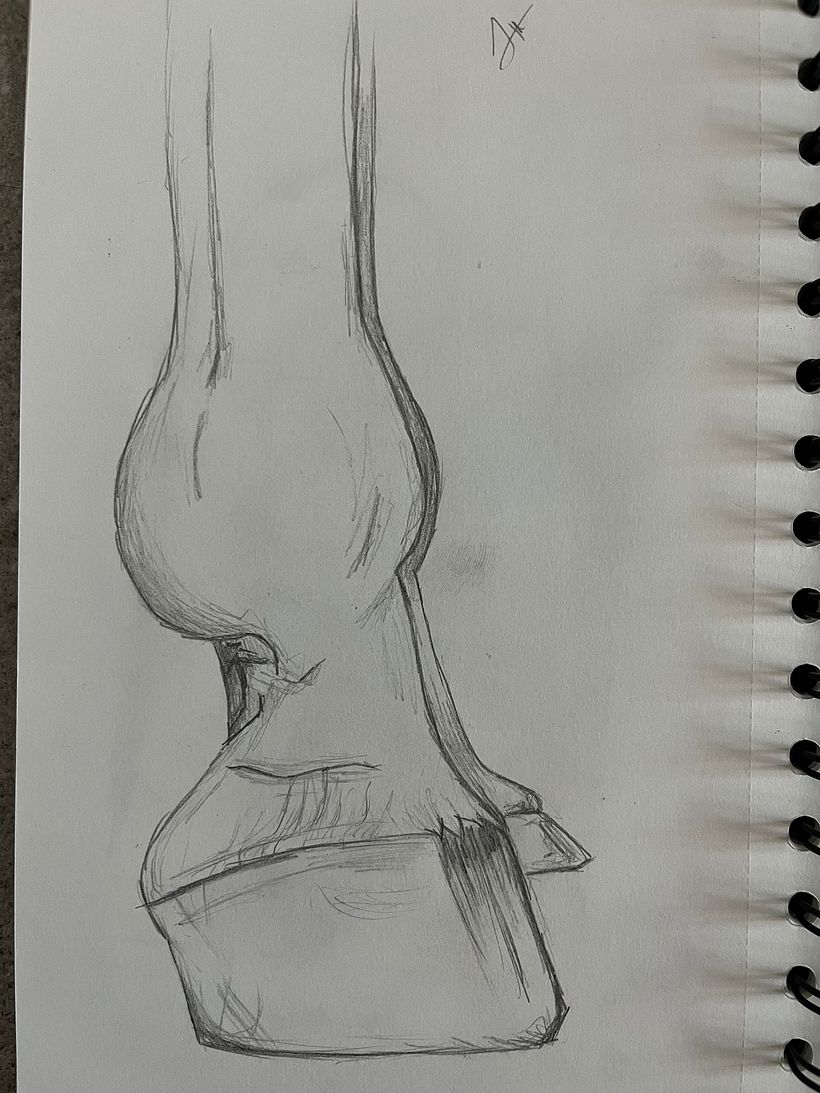 Diferentes partes de animales  1