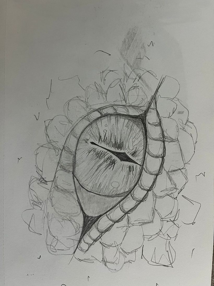 Diferentes partes de animales  1