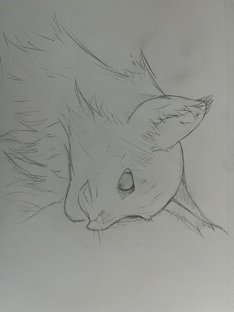 Diferentes partes de animales  1