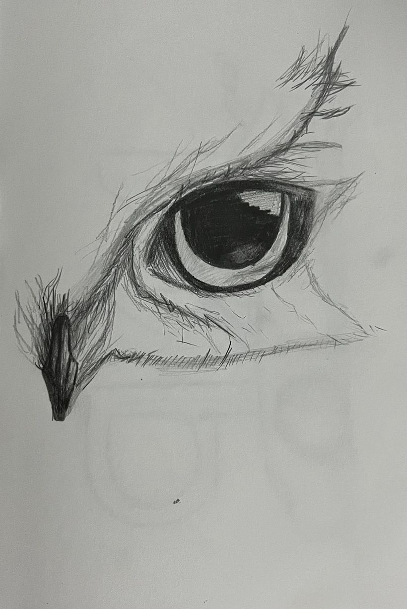 Diferentes partes de animales  1