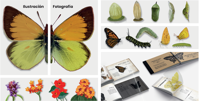 Mariposas urbanas de Cuenca 1