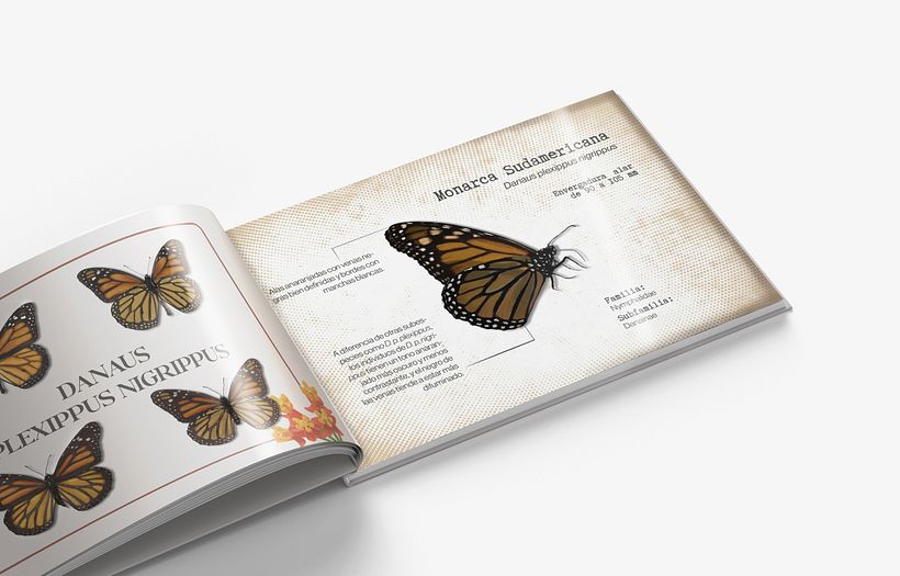 Mariposas urbanas de Cuenca 1