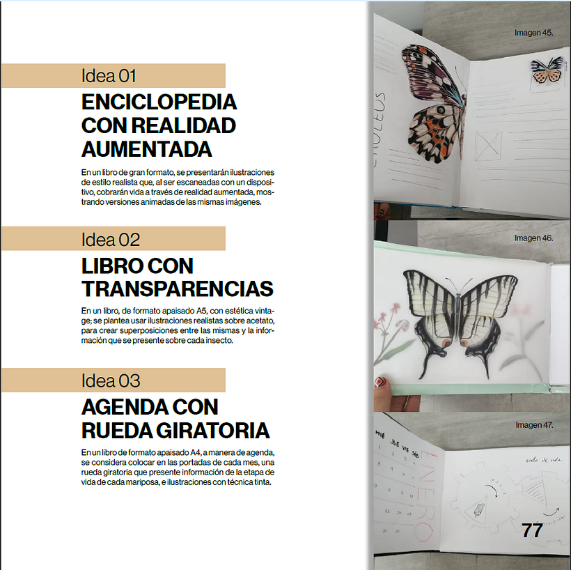 Mariposas urbanas de Cuenca 1