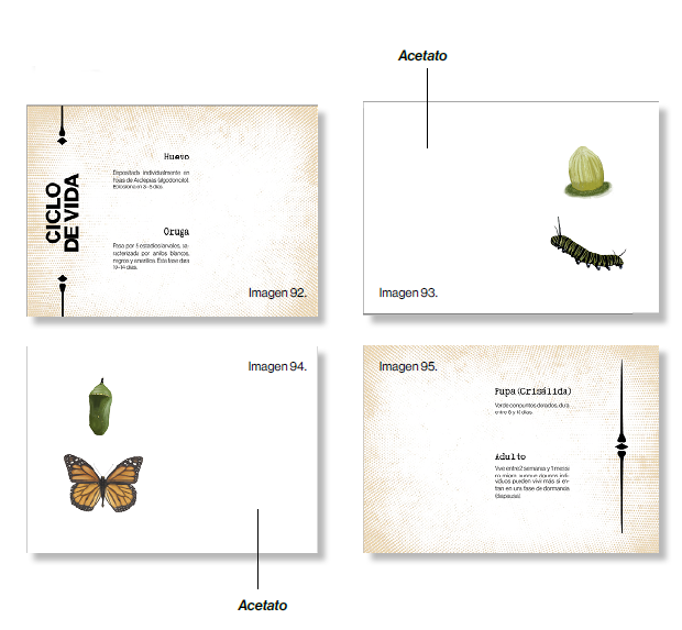 Mariposas urbanas de Cuenca 4