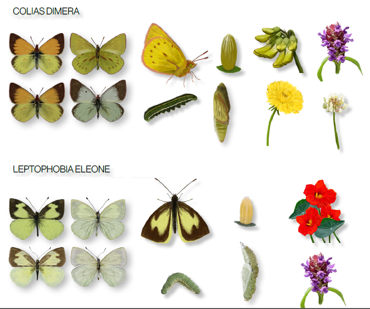 Mariposas urbanas de Cuenca 2