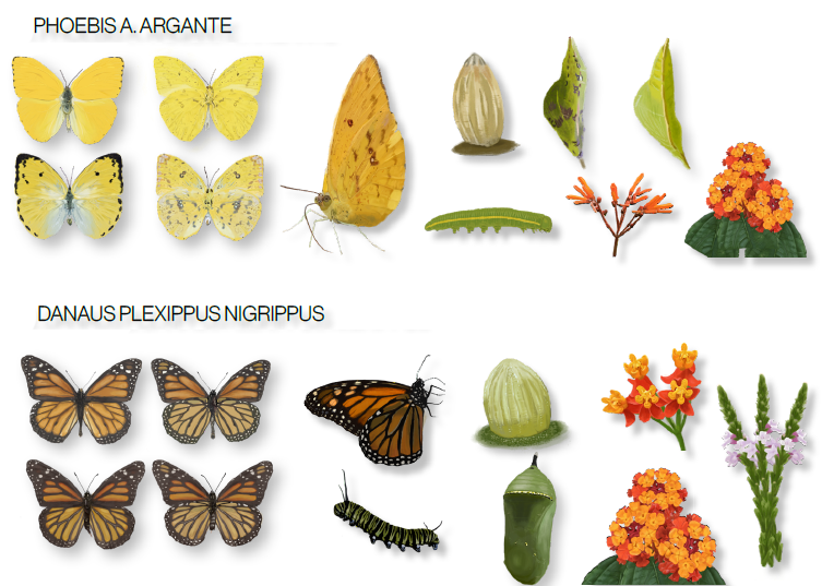 Mariposas urbanas de Cuenca 3