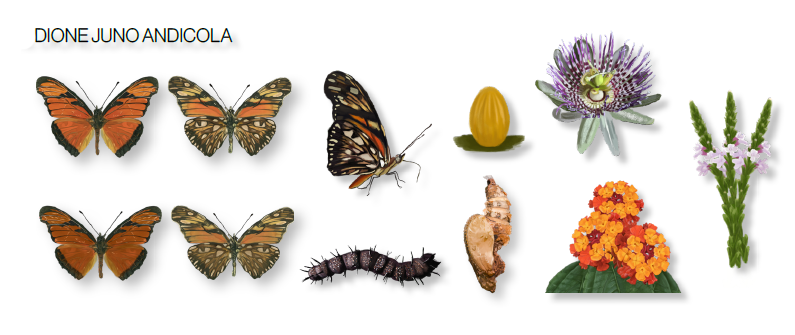 Mariposas urbanas de Cuenca 4