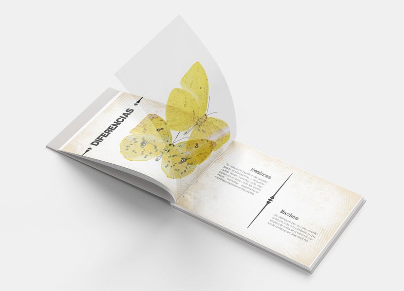 Mariposas urbanas de Cuenca 4