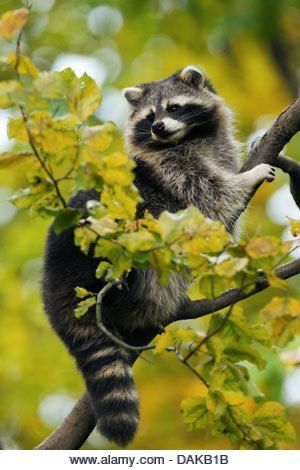 Mapache Incógnito 1