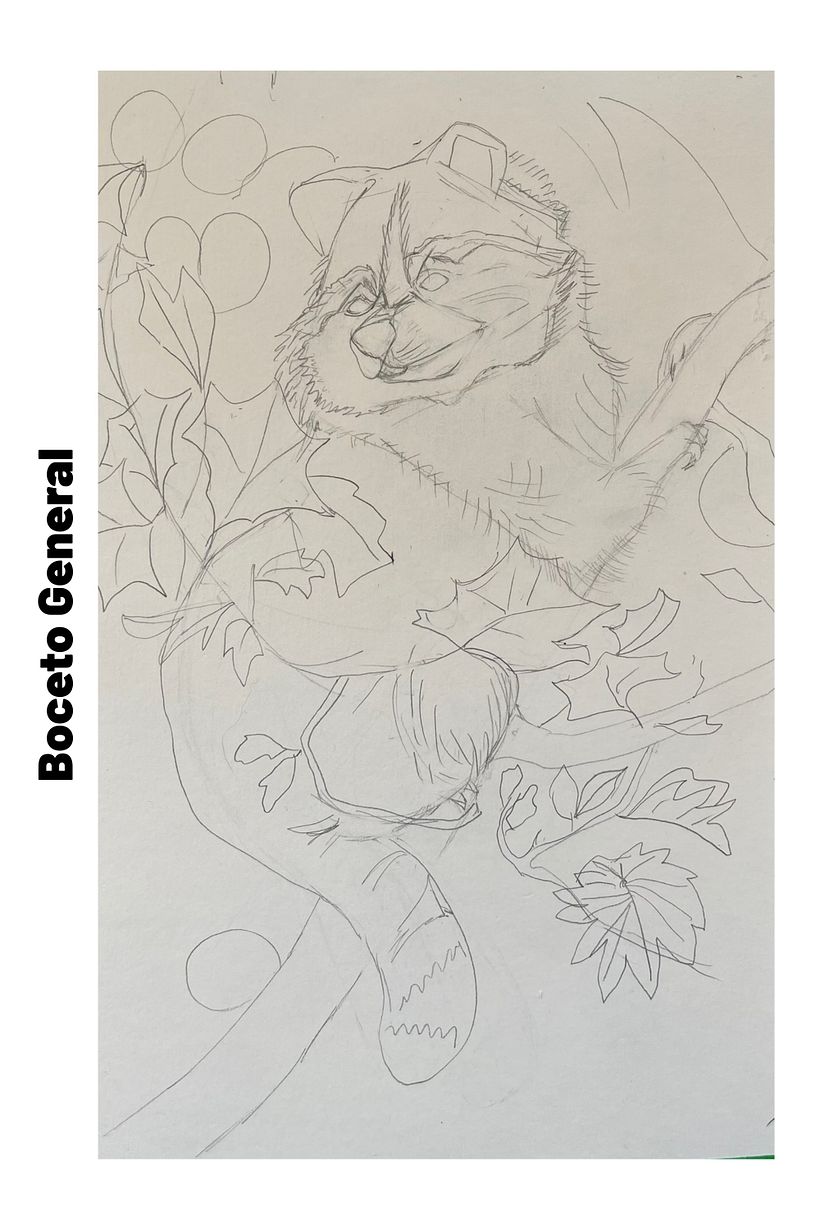 Mapache Incógnito 1