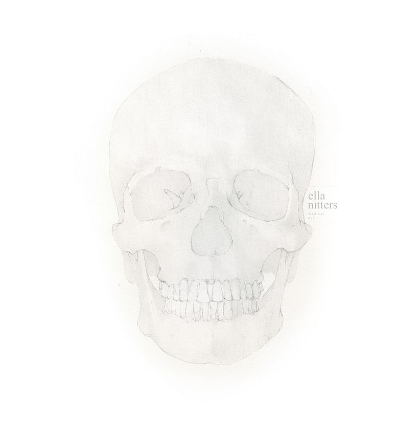 Human Skull - Final Project "Intro to Anatomy Drawing with Graphite Pencil" 2