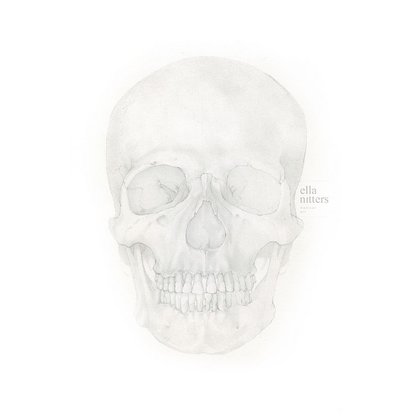 Human Skull - Final Project "Intro to Anatomy Drawing with Graphite Pencil" 3