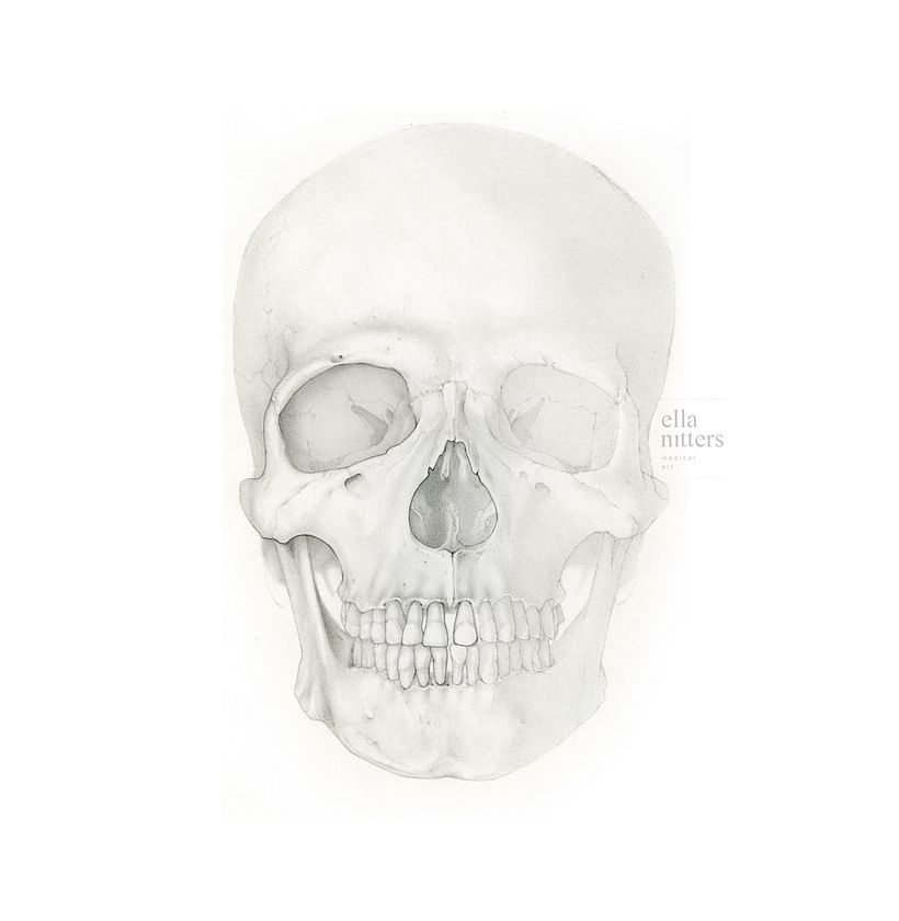 Human Skull - Final Project "Intro to Anatomy Drawing with Graphite Pencil" 4