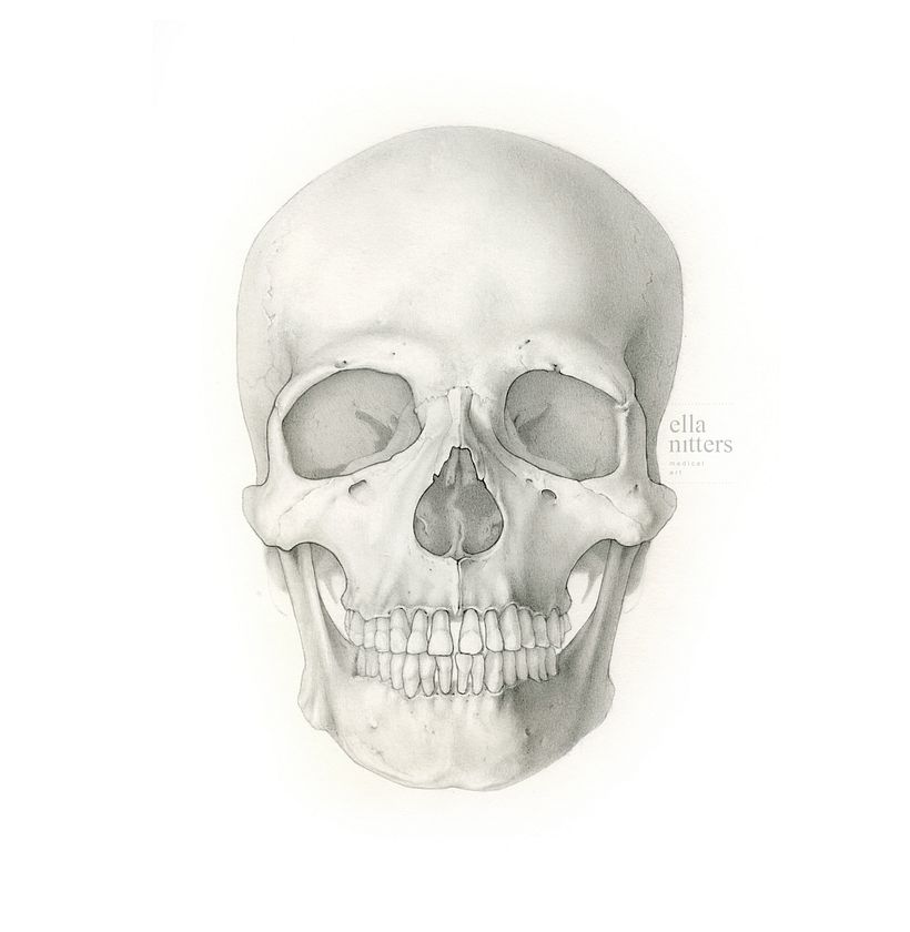 Human Skull - Final Project "Intro to Anatomy Drawing with Graphite Pencil" 5
