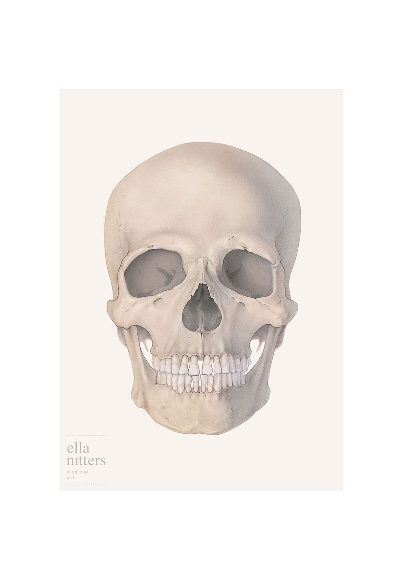 Human Skull - Final Project "Intro to Anatomy Drawing with Graphite Pencil" 1
