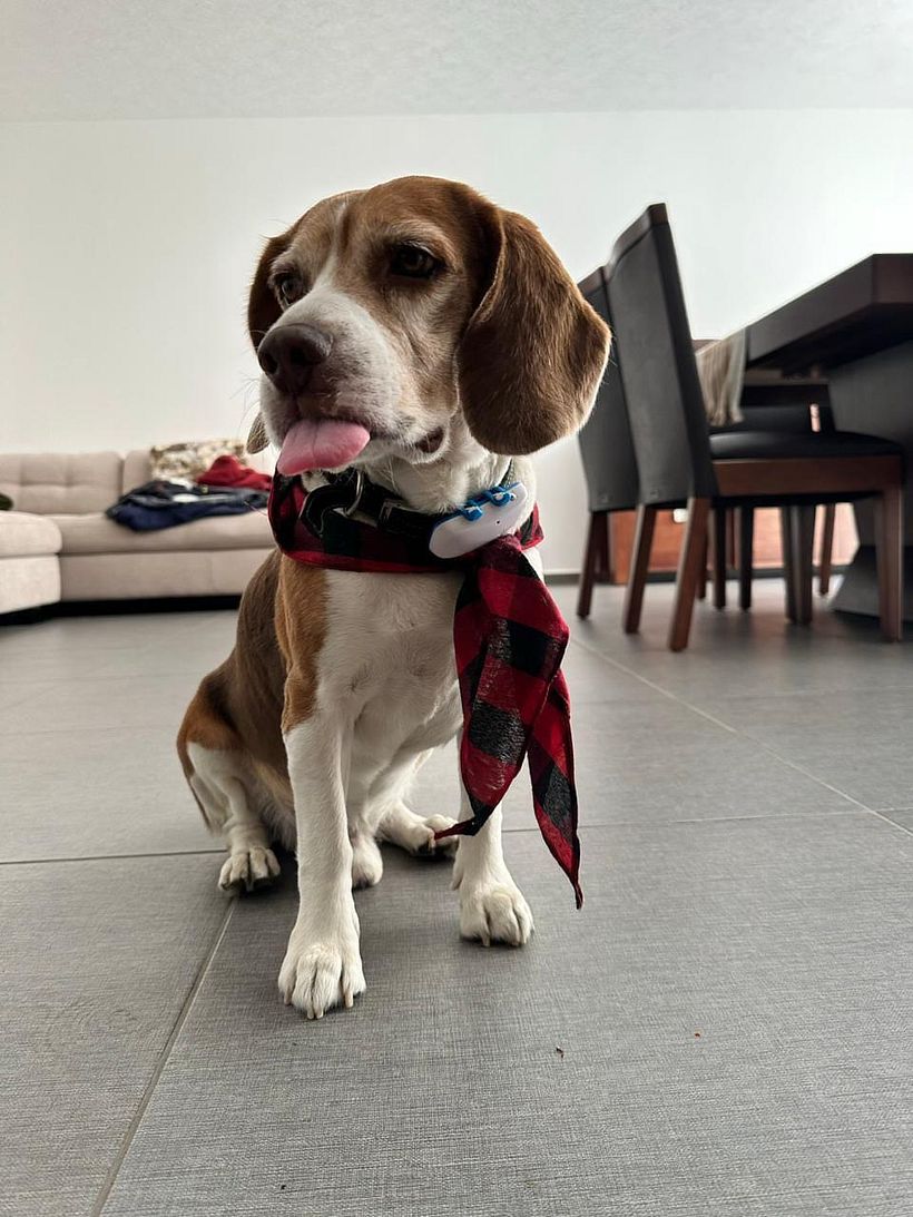 Mini retrato beagle en llavero 1