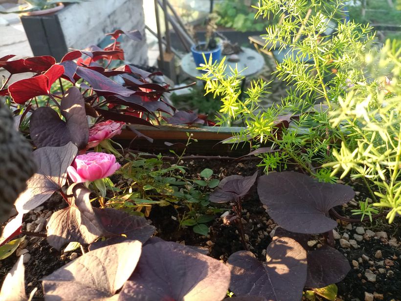 From Construction Waste Dump to Cozy Home 9