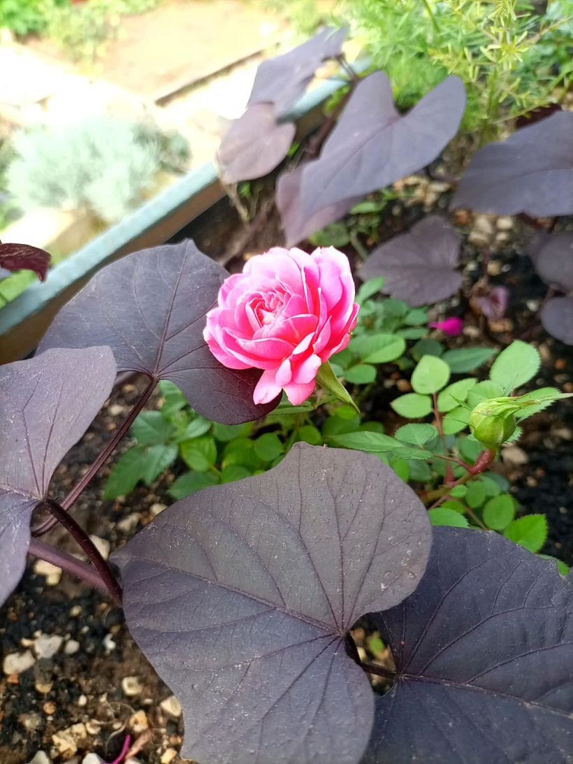 From Construction Waste Dump to Cozy Home 11