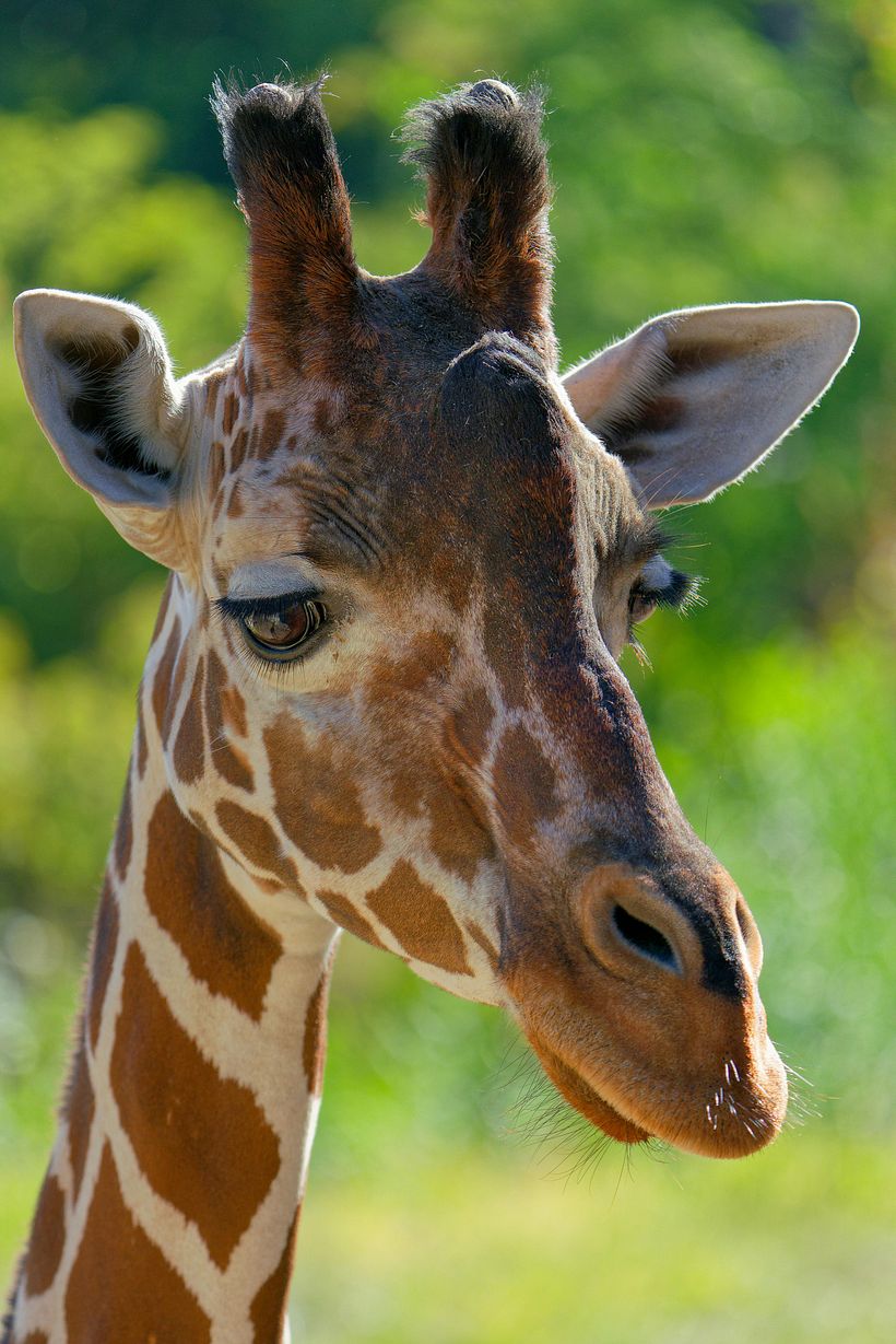 Dreamy Giraffe 1