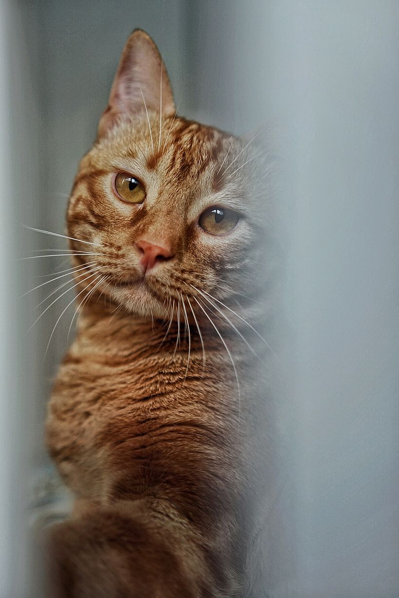 EL TIGRE DEL AMOR 1