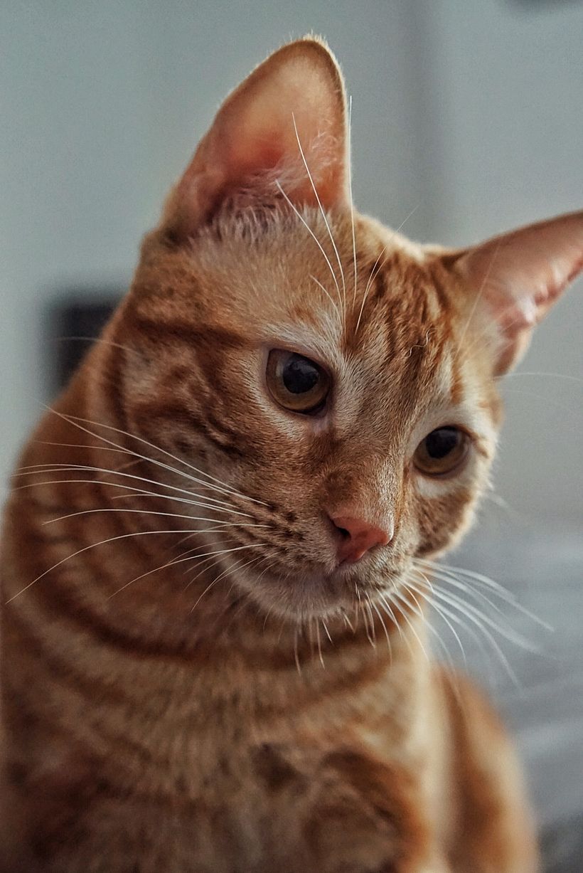 EL TIGRE DEL AMOR 1