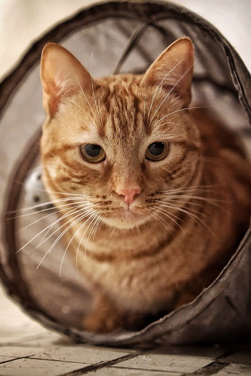 EL TIGRE DEL AMOR 1