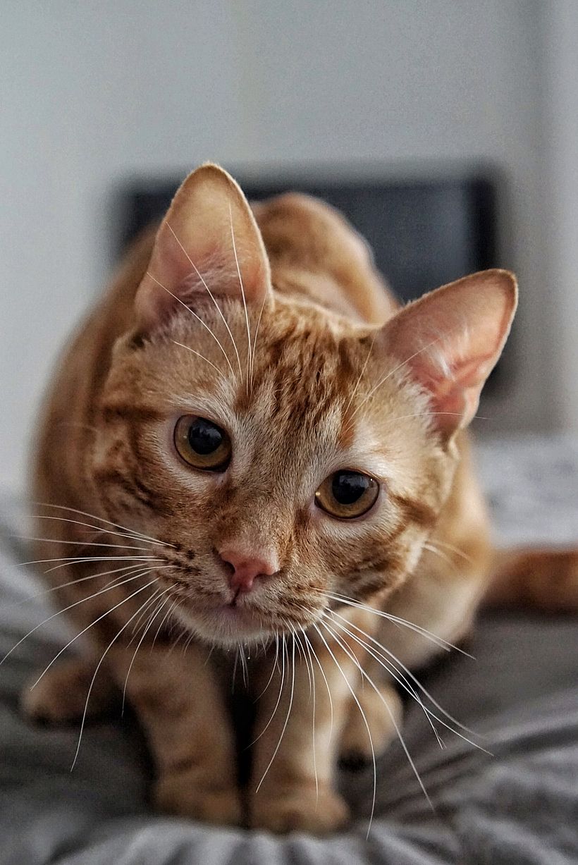 EL TIGRE DEL AMOR 1