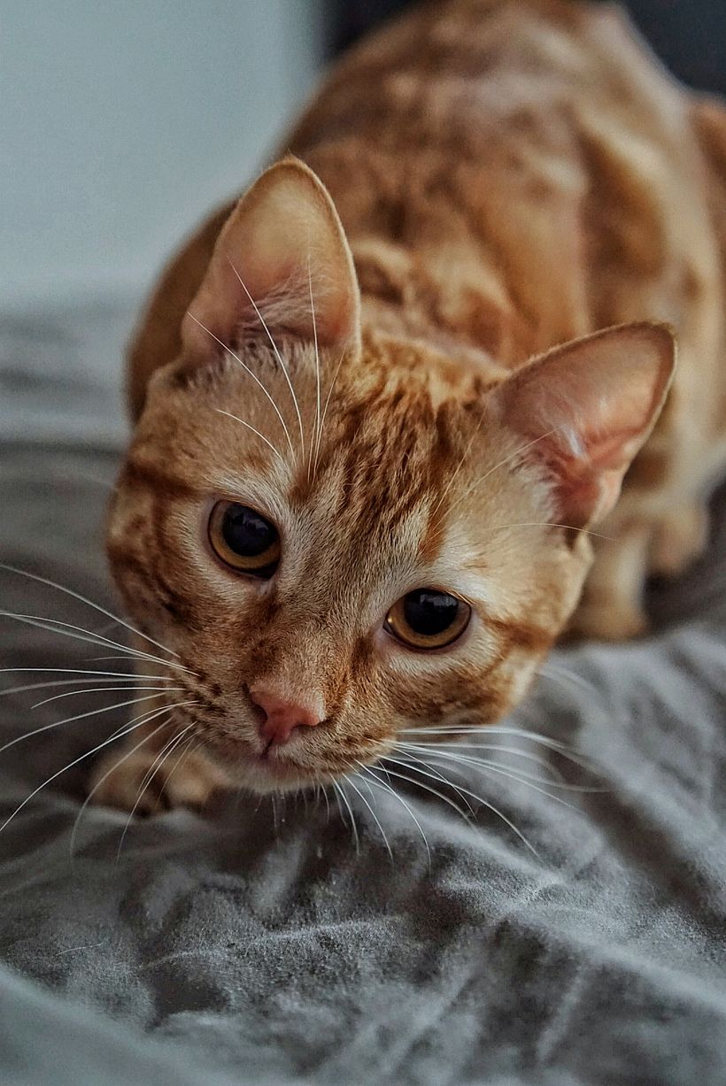 EL TIGRE DEL AMOR 1