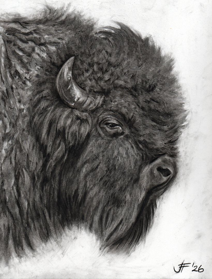 Animal illustrations 5