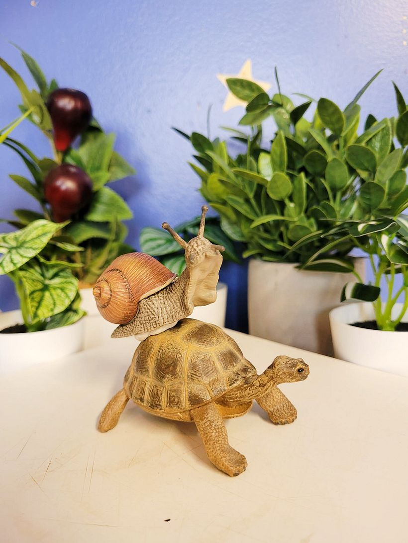 Siput dan kura-kura 2