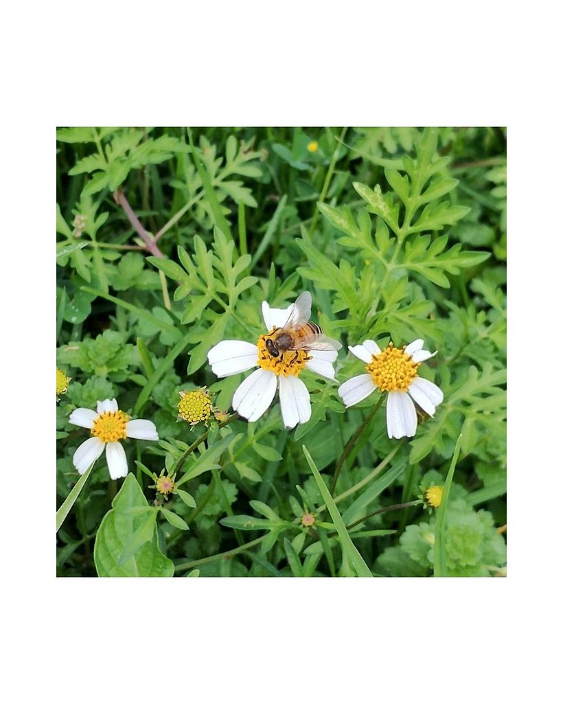 Imitando a las abejas 1