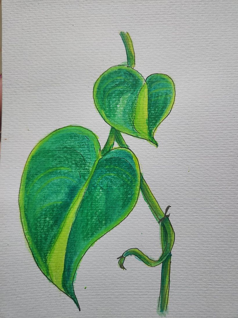 Pothos 1