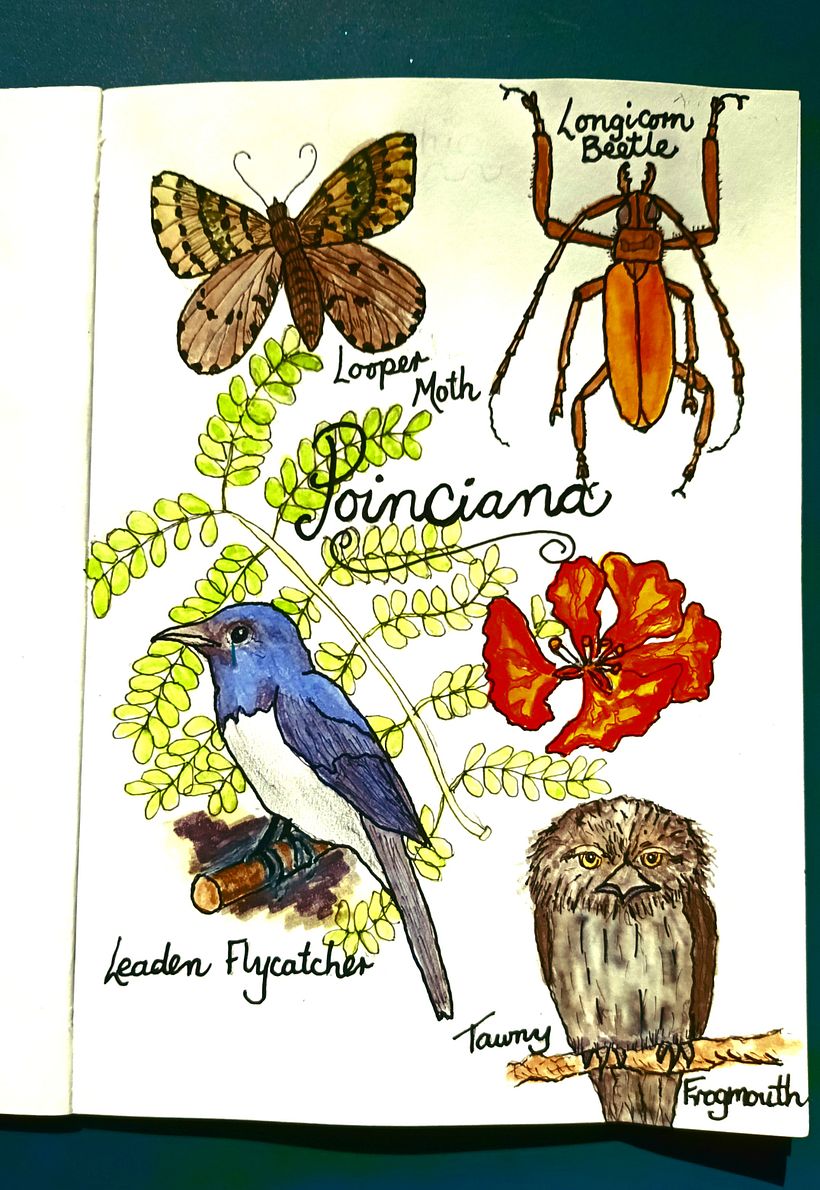 Down by Moreton Bay 1