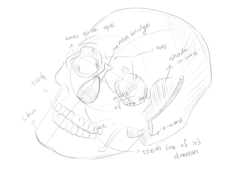 skull anatomy and persepctive 2